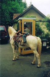 Cheval Camargue en Allemagne! Camargue Pferd am Donnersberg bei Worms