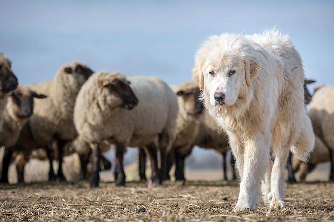 Livestock Guardian Dogs are essential to protect a flock of sheep // Herdenschutzhunde beschützen die Schafe // Chien de protection pour les moutons // Wolf and Sheep