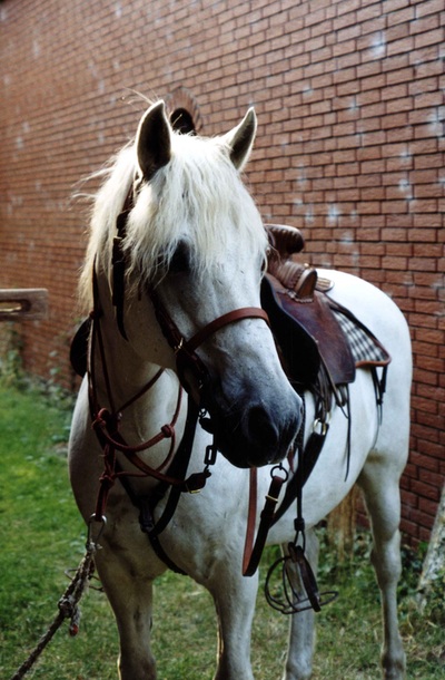 Im Landkreis Osnabrück, Cheval Camargue, Camargue Pferd, Horse