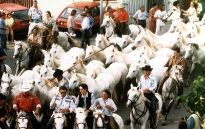 Roussataio, Saintes Maries 1995, Cheval Camargue, Camargue Pferd, Horse