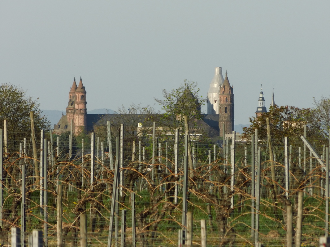Worms Dom cathedral view over vinyards, Weinberge