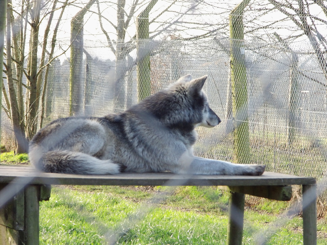 Wolf enclosure, platform, look out, Beenham