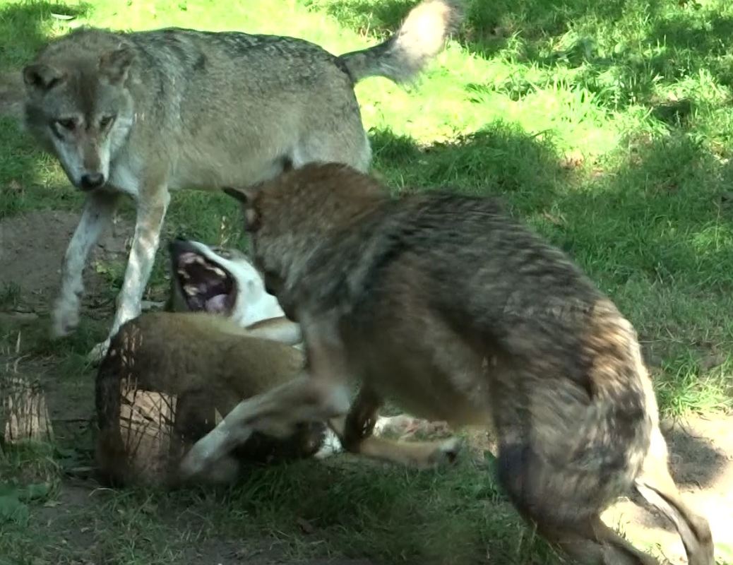 omega wolf submissibe, unterwürfig vs. alpha