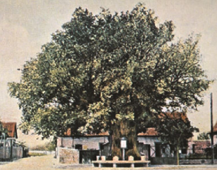 Worms Lutherbaum Pfiffligheim, Tree, Arbre, Martin Luther, Reformation