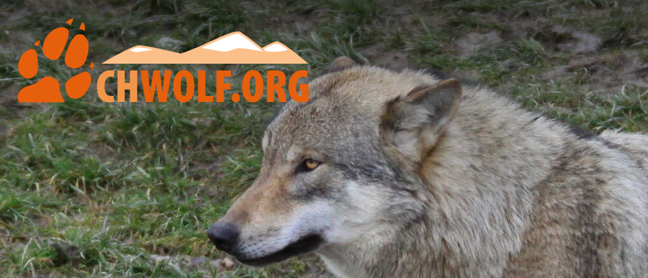 Excellent Website on Wolves with lots of Resources: CHWOLF.ORG // Tolle Webseite zum Thema Wölfe mit vielen Resources // Site web avec beaucoup de resources sur le loup.