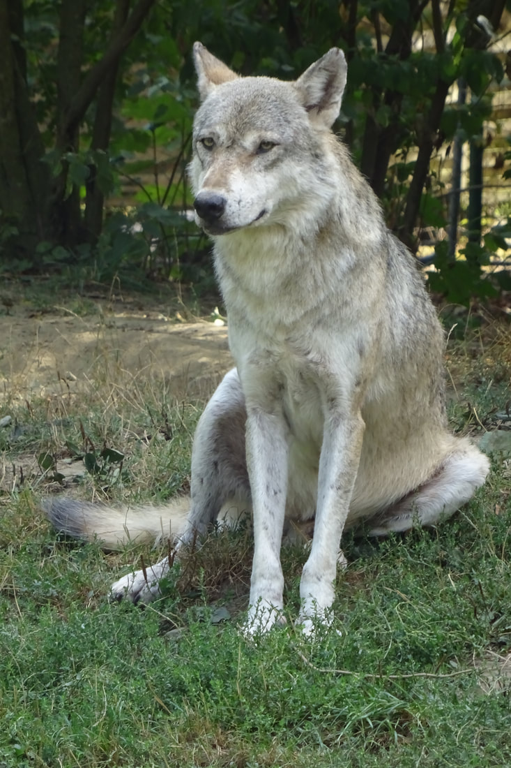 Wolf Whitey sitting, Tiergarten Worms