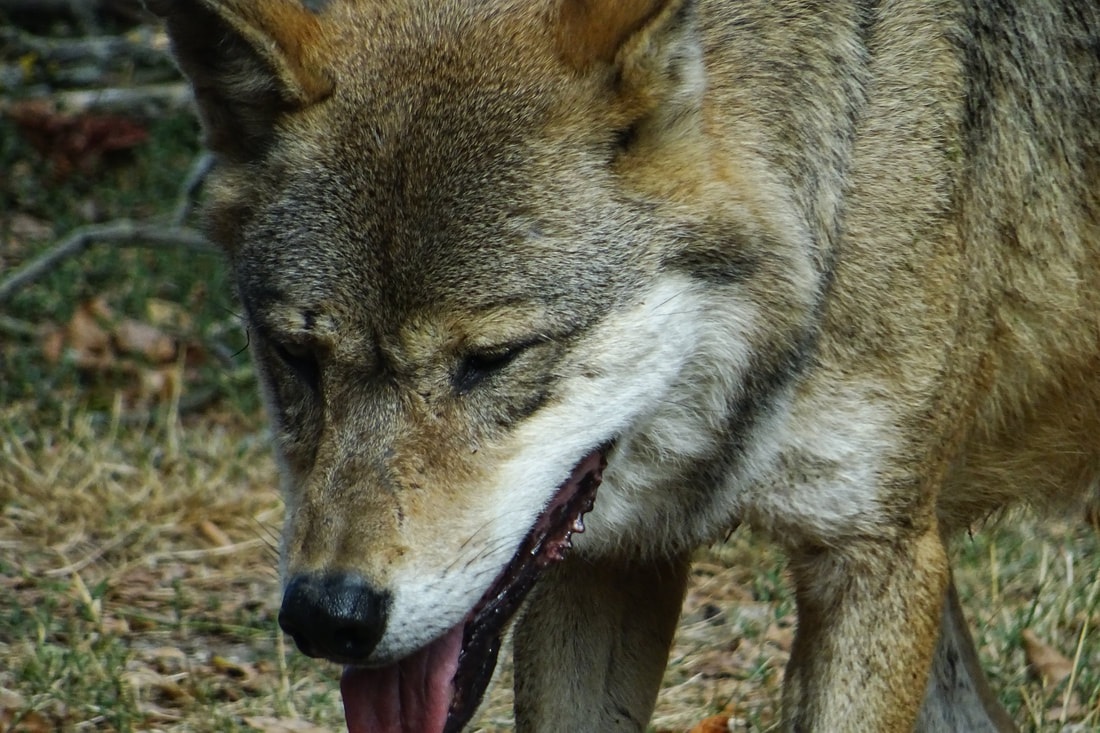 European Wolf close up