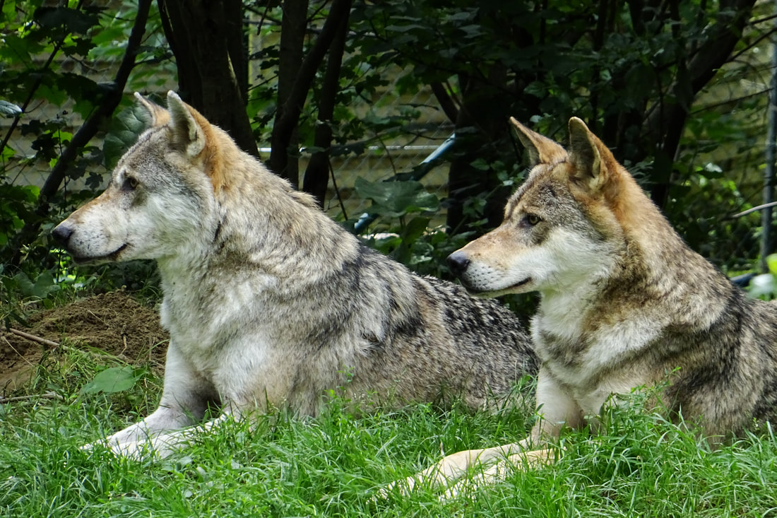 relaxed wolves, entspannte Wölfe, loup, Zoo, Worms