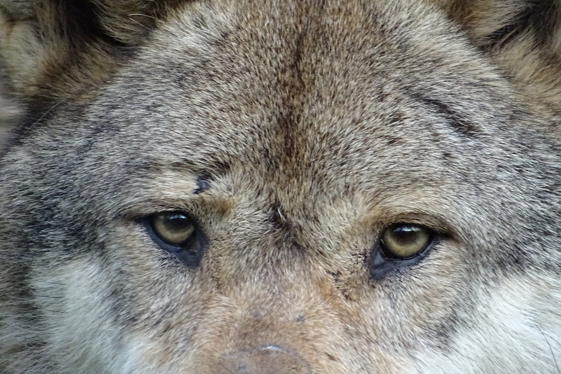 Wolf Eyes, Augen, les yeux d'un loup, Zoo Worms: Goldie