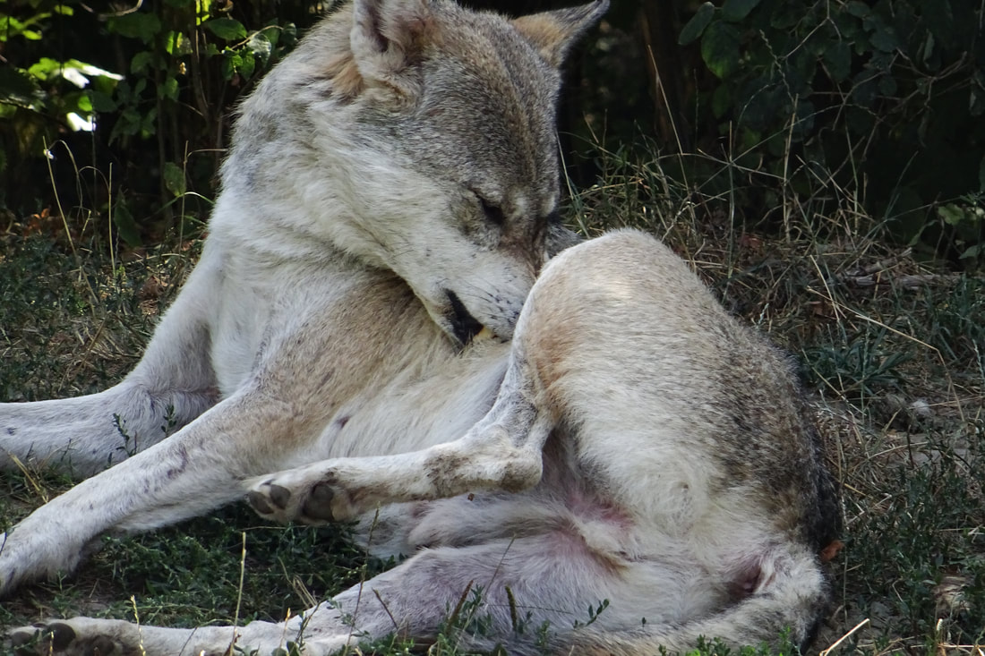 Wolf grooming, scratching, Fellpflege