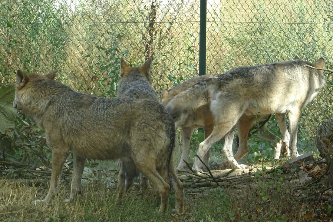 Wolves, dominance behaviour, curiosity. Tiergarten Worms 2018