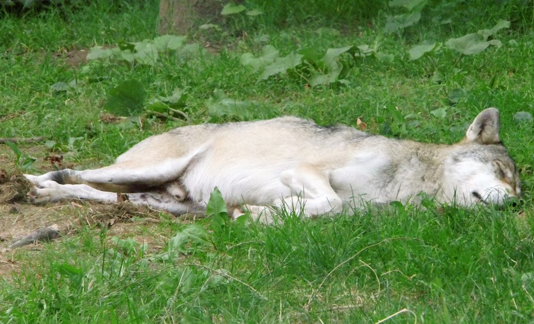 Wolf sleeping, schlafender Wolf