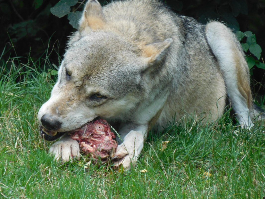 Wolf eating Futter Tiergarten Worms
