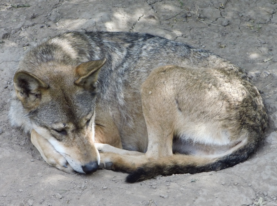 Wolf sleeping