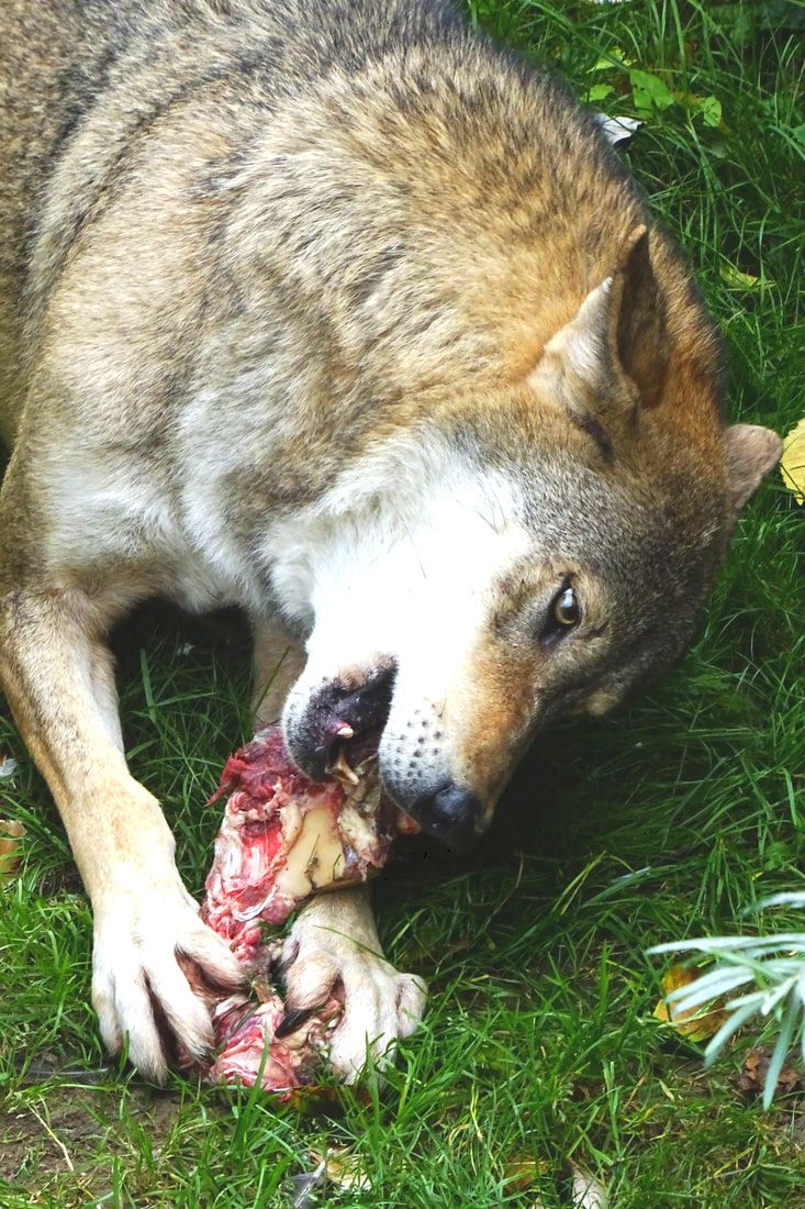 Wolf eating bone, Wolf frisst Knochen, Goldie, Tiergarten Worms, Zoo