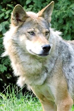 Beautiful wolf Goldie European wolf loup