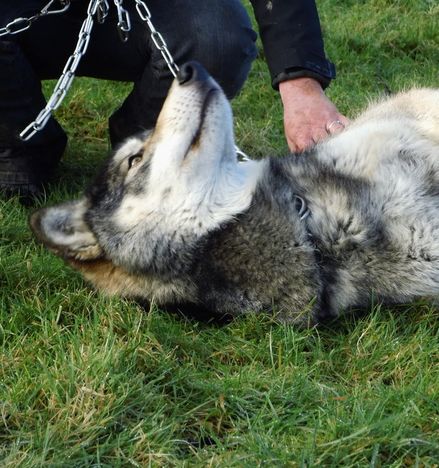 Wolf at UKWCT Beenham Nuka belly rubbing