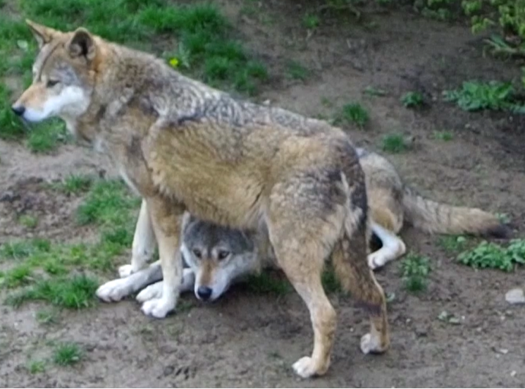Wolf dominance behaviour playful Verhalten