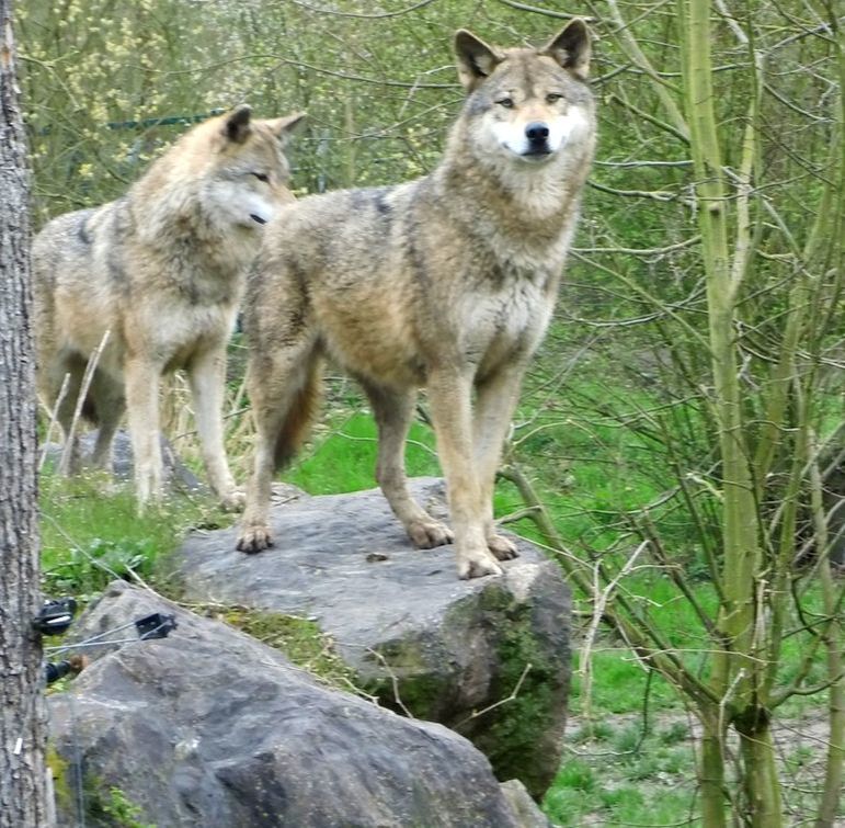 grey wolves observation point Aussicht
