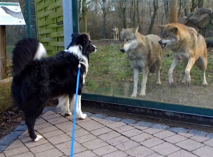 Hund und Wolf, doggy enrichment for wolves (Worms)
