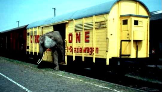 Zirkus Krone, Zirkus Zug, Worms, Güterbahnhof, Elephanten, Arrival of the Circus, Elephants on railway, Freight Terminal, Germany