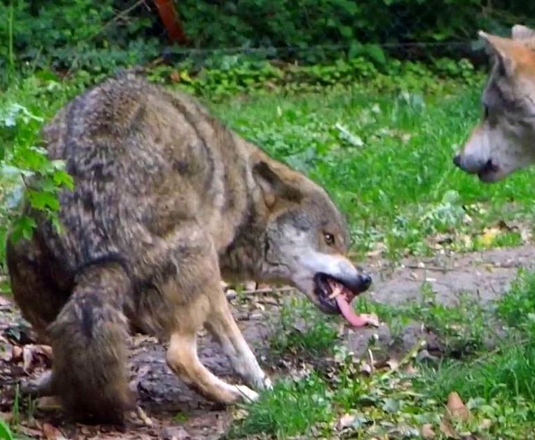 Dominanz, Unterwerfung (subission), Wolf, Zoo Tiergarten Worms