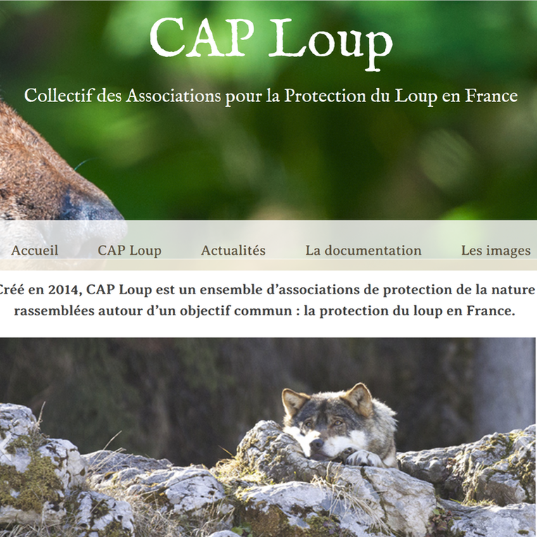 Wolf protection France, protection loup France, Frankreich Wolf Schutz