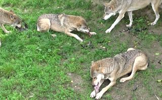 wolf dominance dynamics loups comportement 