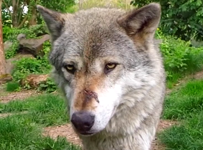 Whitey, injured wolf, nose, verletzter Wolf, Zoo Worms