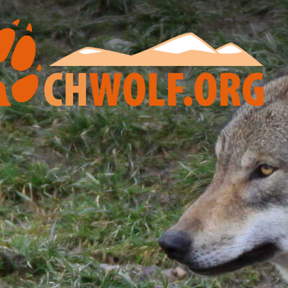 Link to CH WOLF Website, Wolf Protection Switzerland
