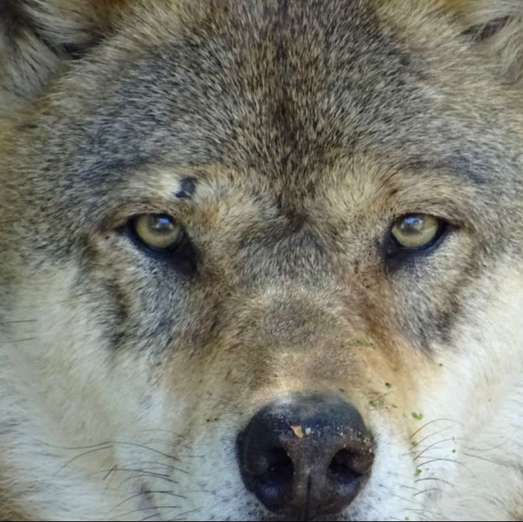 Wolf close-up face, eyes