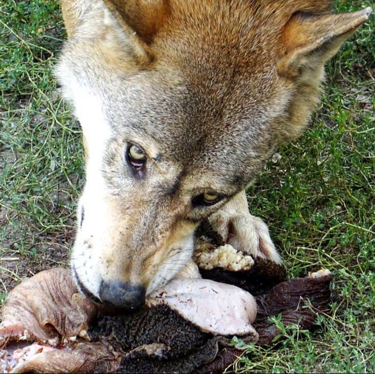 Wolf eating Tripe! Wolf frißt Pansen.