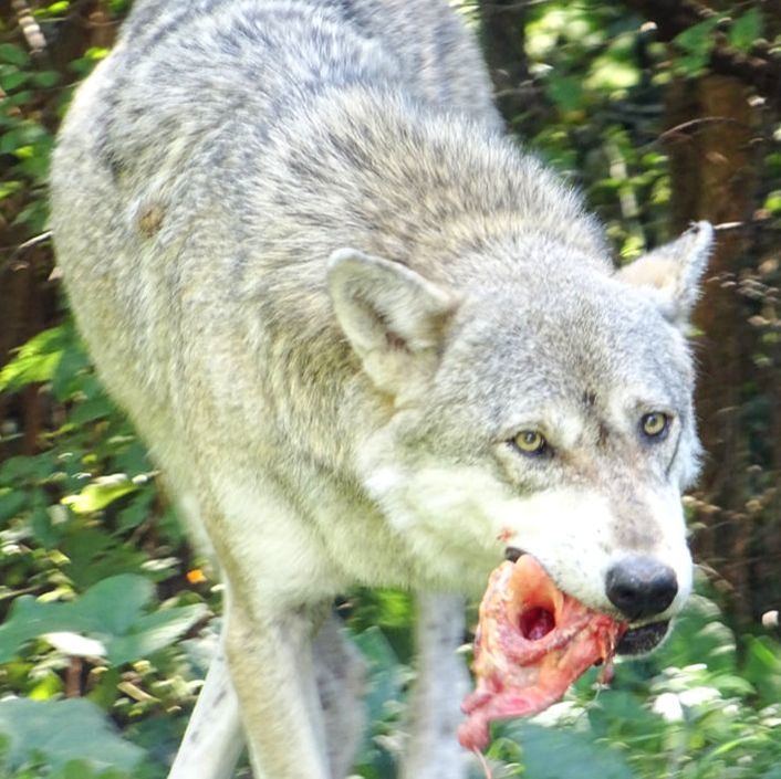 Wolf and bone, eating, chewing, Knochen