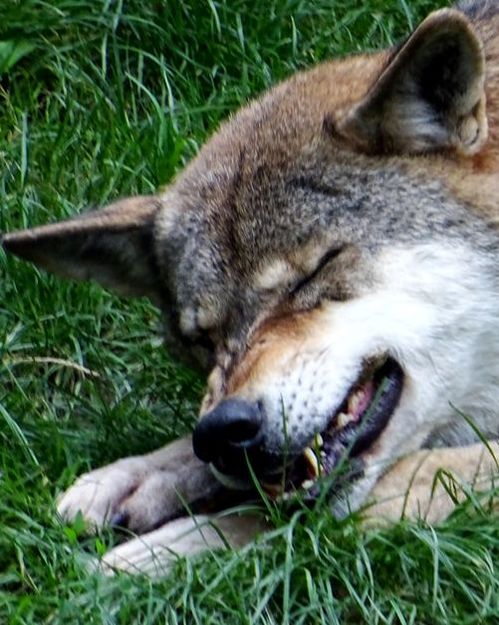 wolf hard to chew bone 