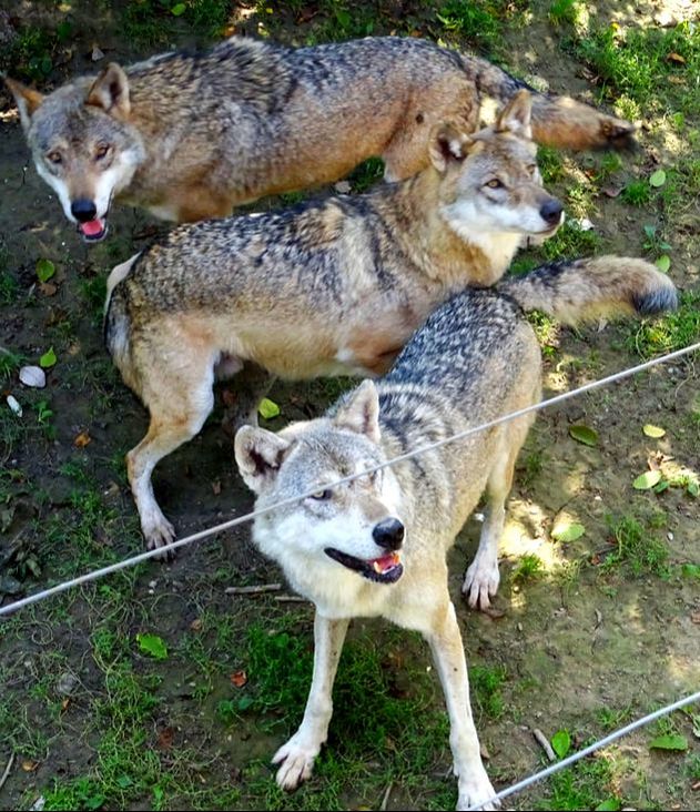 wolves feeding Tiergarten Worms 