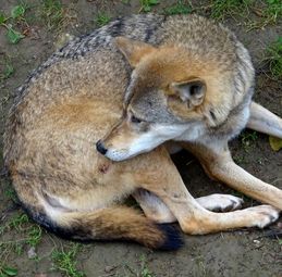 Wolf Verletzung wounded licking wound injured wolf loup blesse