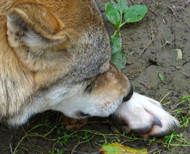 Wolf claw Kralle paw Pfote
