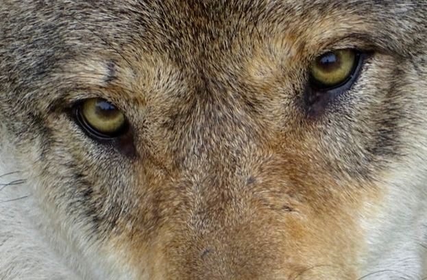 Goldie Wolf Eyes, Augen, yeux du loup