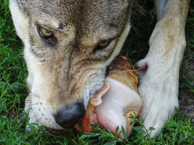 Wolf and his bone! Wolf frisst Knochen