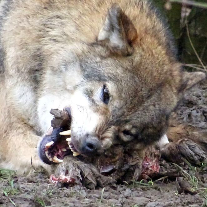 Wolf Feeding