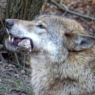 wolf feeding chewing bone
