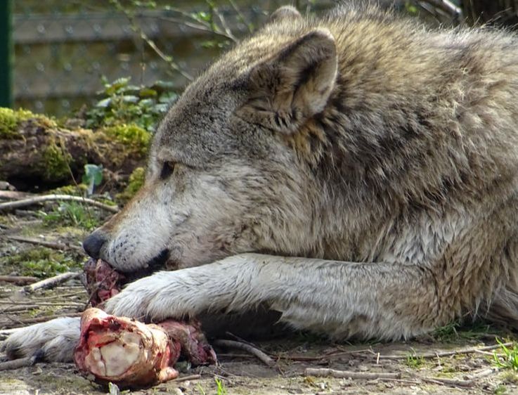 Wolf eating chicken