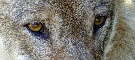Wolf Eyes, les yeux d'un loup, Augen
