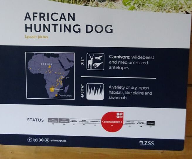 Distribution of African Wild Dogs, Extinction, Painted Wolf, Lycaon Pictus, Wildhund, Edinburgh Zoo