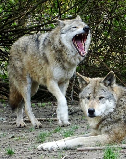 Wolf yawning, gähnen, müde, gelandweilt