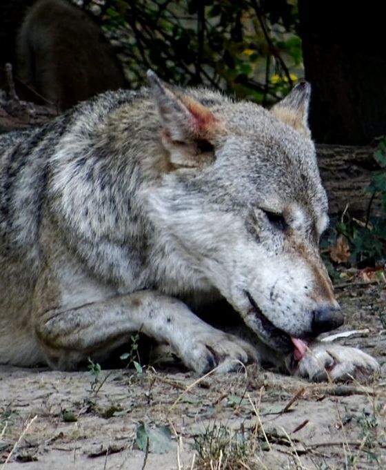 Wolf licking paw, Whitey leckt Pfote, Zoo Worms
