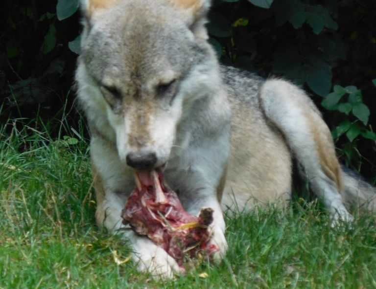 Wolf and bone, eating, chewing, Knochen