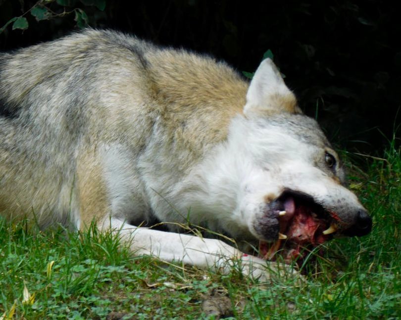 Wolf eating. Futter Tiergarten Worms