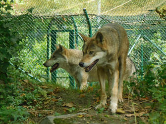 Loup, Wolf Fütterung, feeding, Zoo Tiergarten Worms