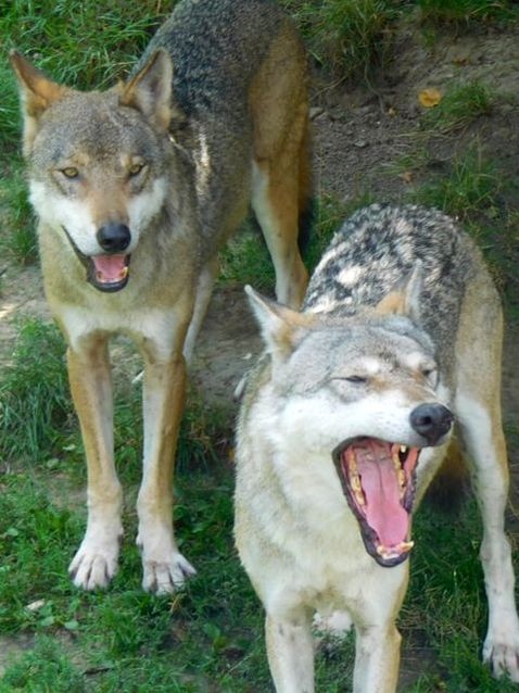 Wolf yawning